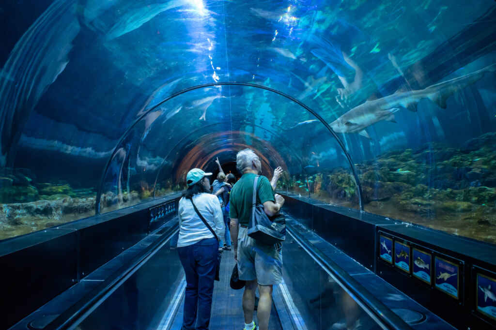 Disability activity ideas - People walking through the underwater aquarium at AQWA.