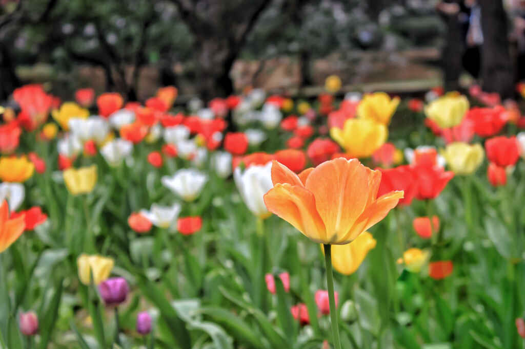 Disability activity programmes - The beautiful Araluen Botanic Park field of flowers.